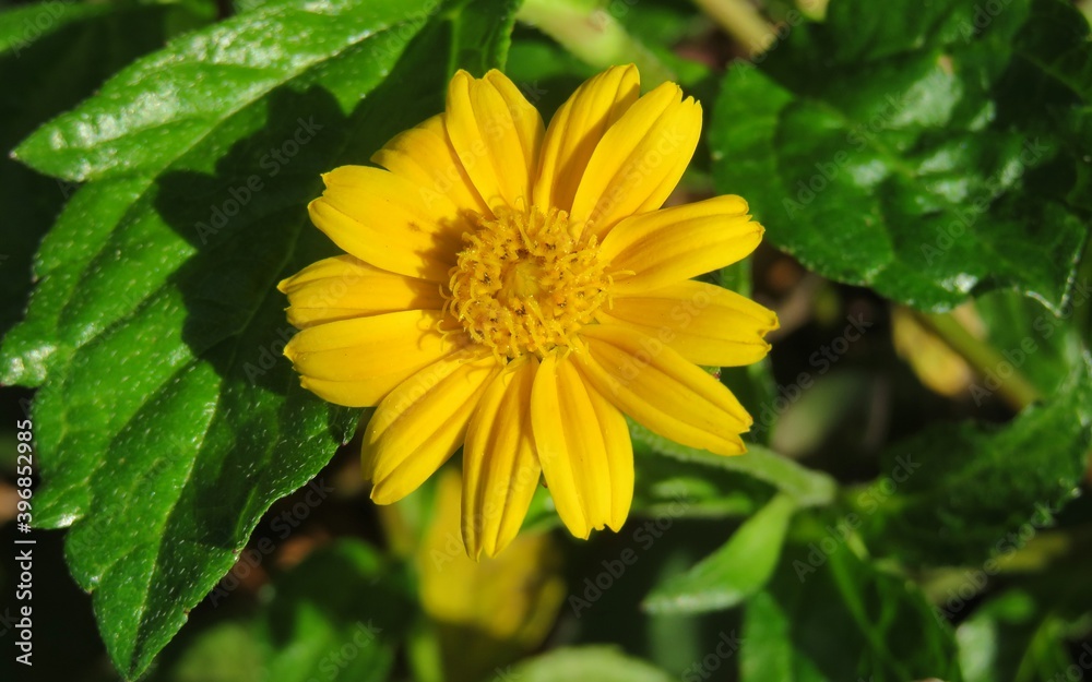Beautiful yellow flower in the garden Beautiful yellow flower in the garden