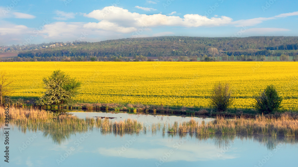 Yellow flowering rapeseed field by the river, picturesque sky, spring landscape