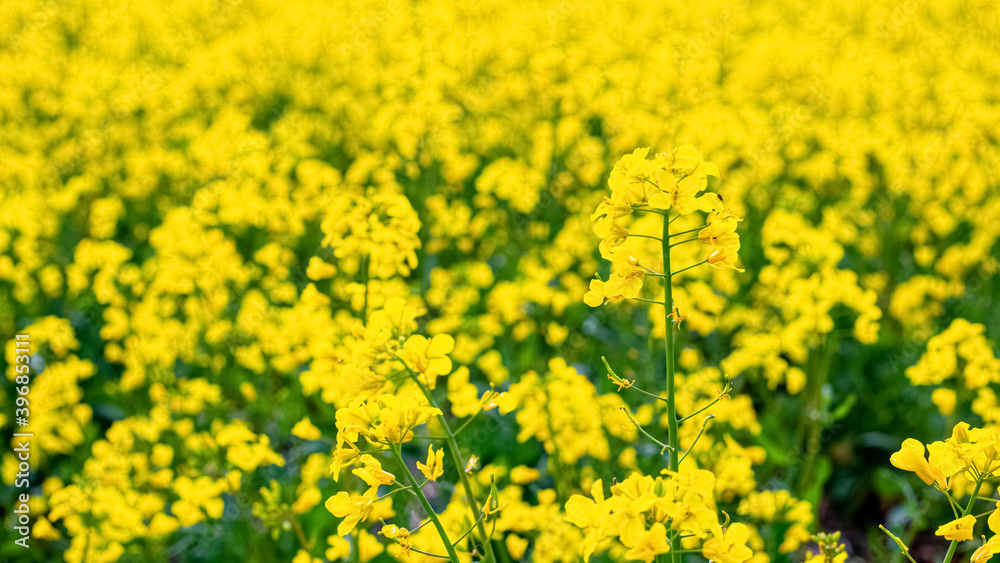 Rapeseed blossoms, yellow rapeseed flowers in the field Rapeseed blossoms, yellow rapeseed flowers in the field