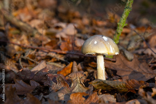 Autumn impressions, autumn leaf