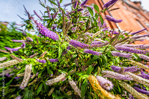 Veronicastrum sibiricum or Siberian Culver's root figwort plant with purple pink flowers blossom blooming outside outdoors in garden of London, United Kingdom