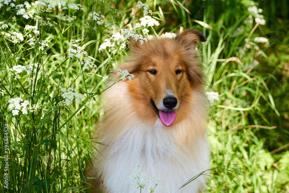 Amerikanischer Langhaar Collie Lassie