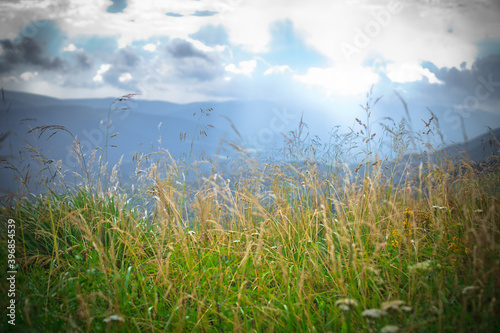 Kwitnące górskie trawy na połoninach, Bieszczady, Polska photo