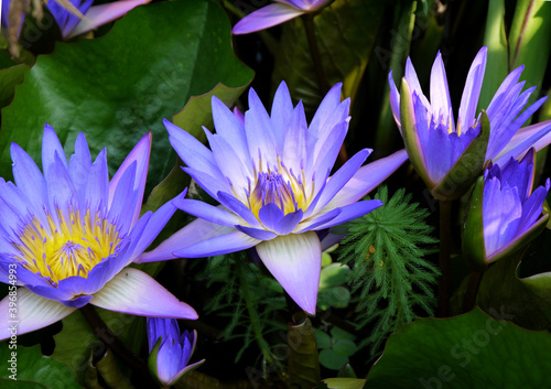 Lotus flower. Beautiful water lily close-up of blue and lilac color.