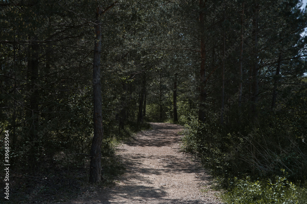 Obraz premium Forest Road. Traveling in the fresh air, walking in the open air. Road coming out of the forest.