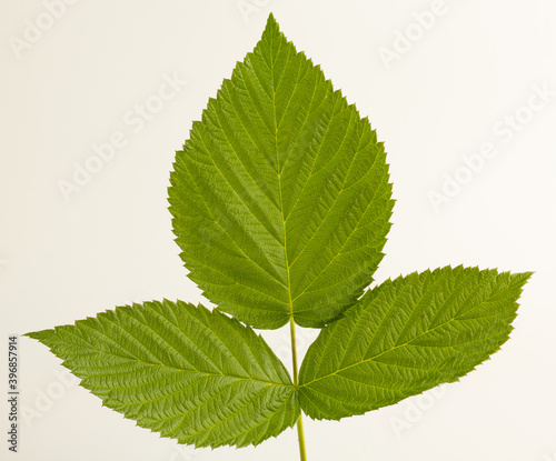 Triple green raspberry leaf isolated on a white background