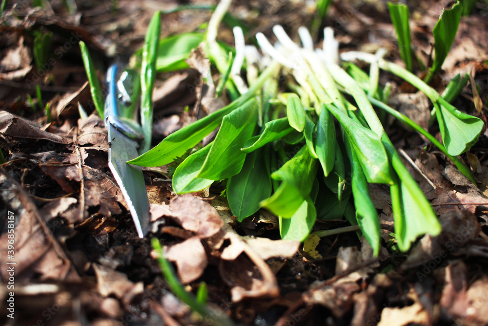 Spring collection of wild garlic. Cut sprouts of wild onions. Collecting herbs in the forest. Spring collection of wild garlic. Cut sprouts of wild onions. Collecting herbs in the forest.
