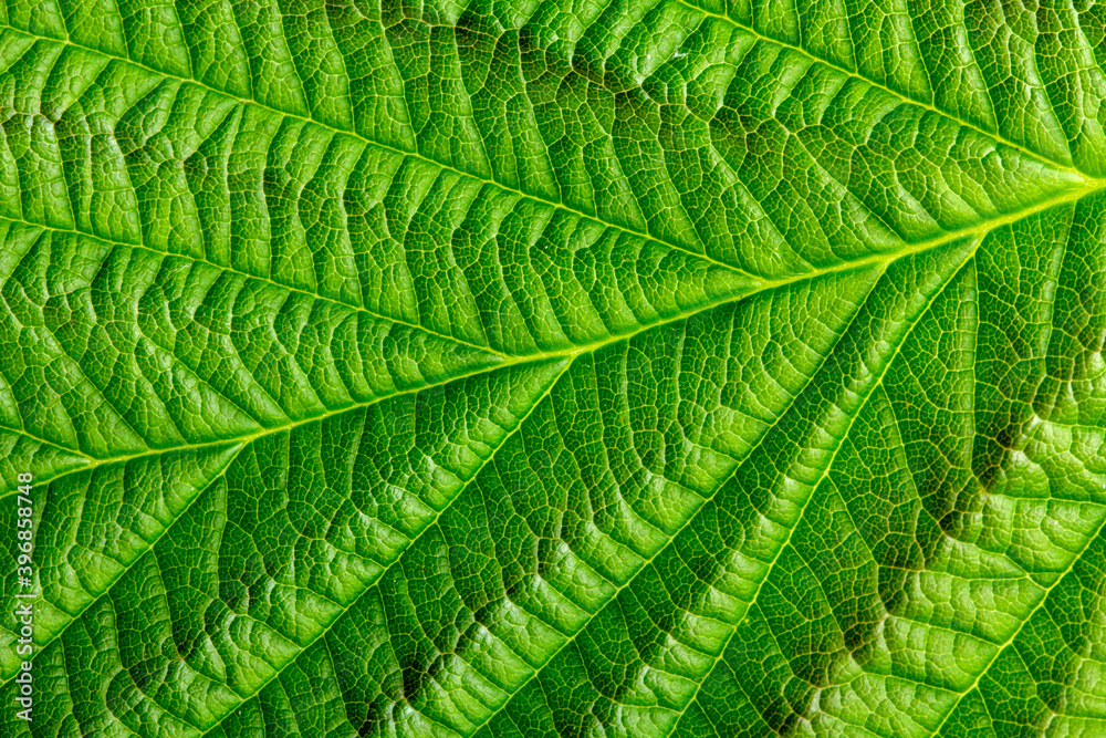 Green texture of young raspberry leaves close up Green texture of young raspberry leaves close up