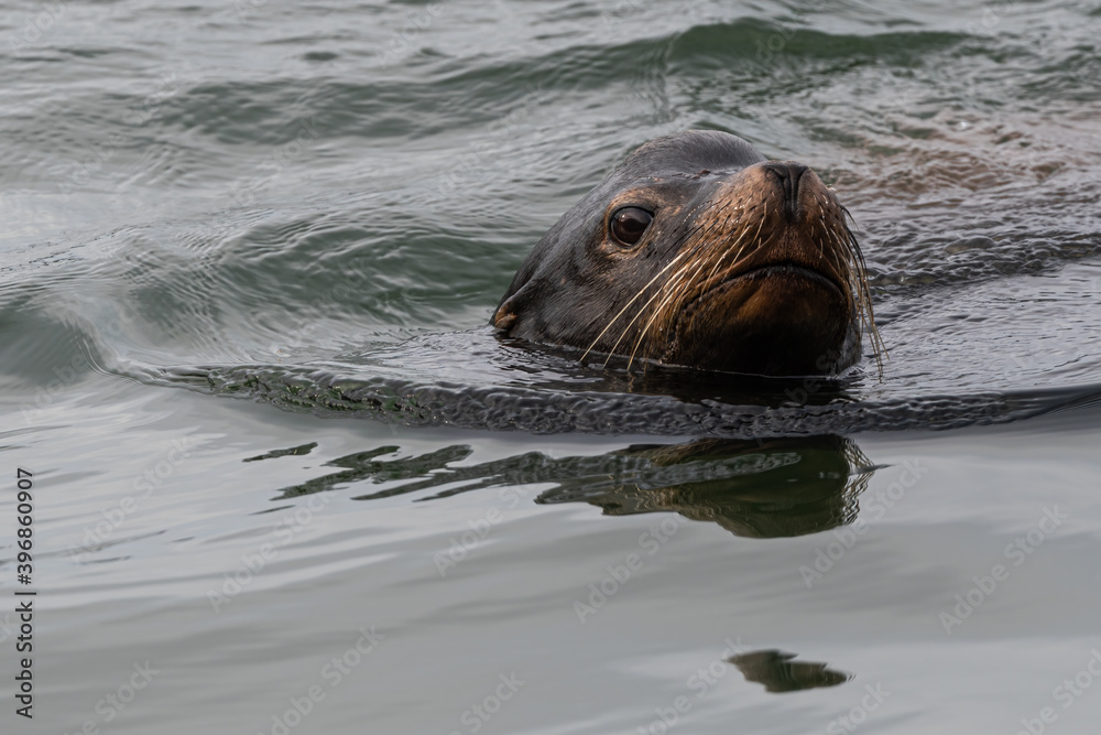 Fototapeta premium California sea lion (Zalophus californianus) in Westport, WA