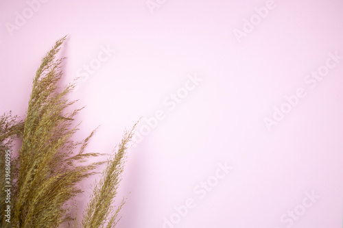 fluffy dry reeds  on pink background