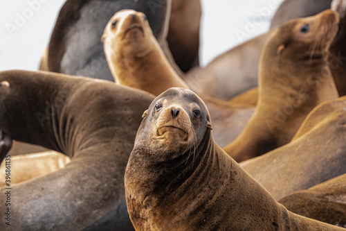 California sea lion (Zalophus californianus) in Westport, WA