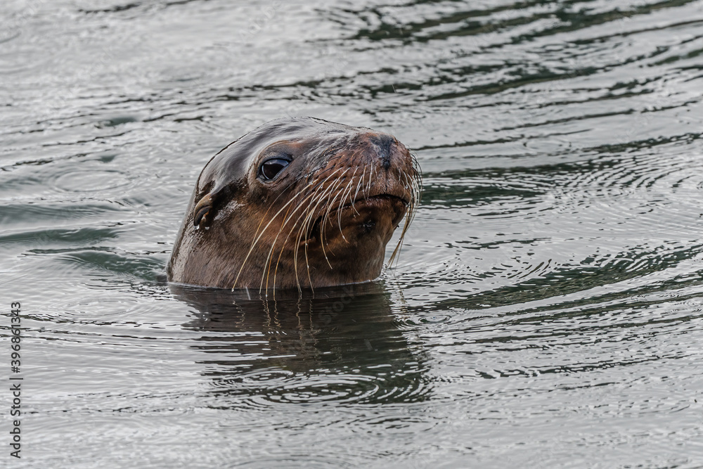 Fototapeta premium California sea lion (Zalophus californianus) in Westport, WA
