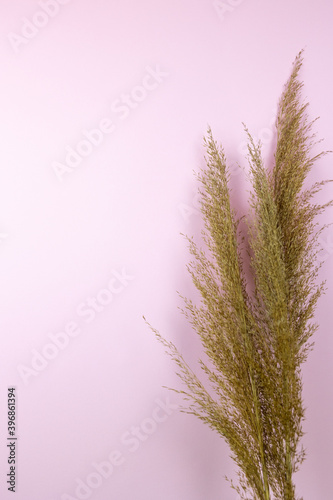 fluffy dry reeds  on pink background