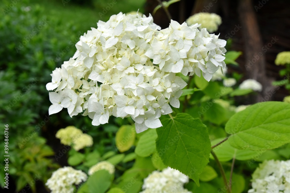 Blooming hydrangea flowers with selective focus on blurred background. Beautiful white flowers grow on hydrangea bushes. Blooming hydrangea flowers with selective focus on blurred background. Beautiful white flowers grow on hydrangea bushes.