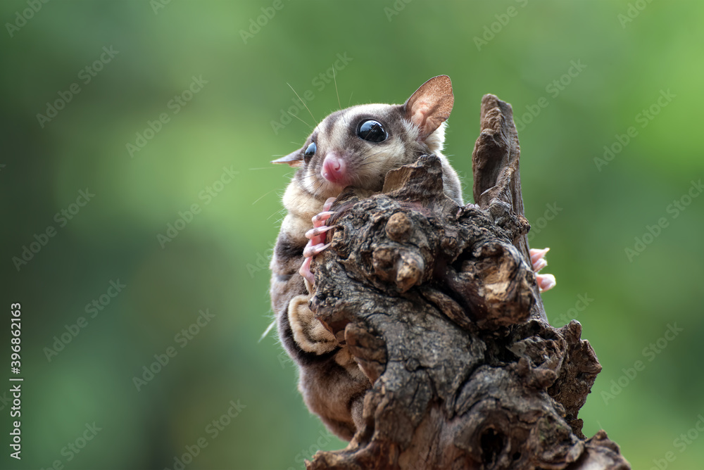 Sugar glider ( Petaurus breviceps ) on tree branch Sugar glider ( Petaurus breviceps ) on tree branch