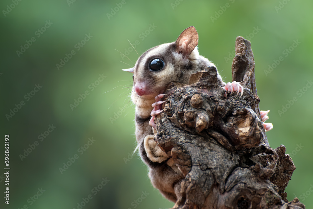 Sugar glider ( Petaurus breviceps ) on tree branch Sugar glider ( Petaurus breviceps ) on tree branch