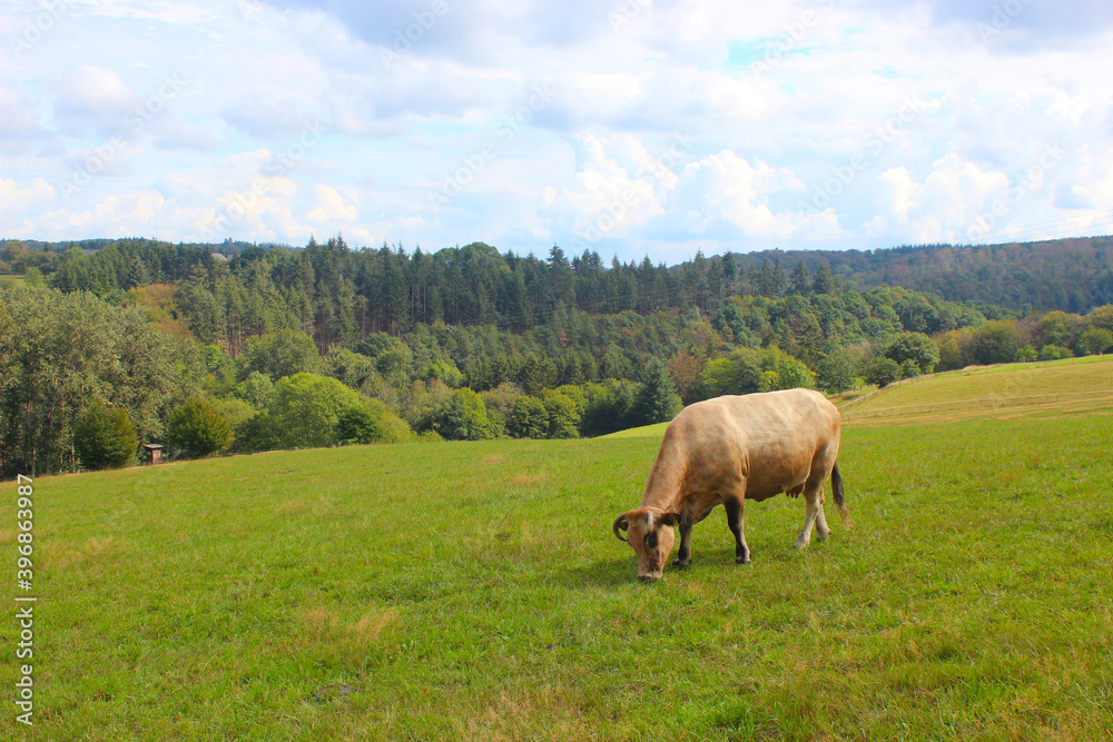 A brown cow on a green hill with a wide view.