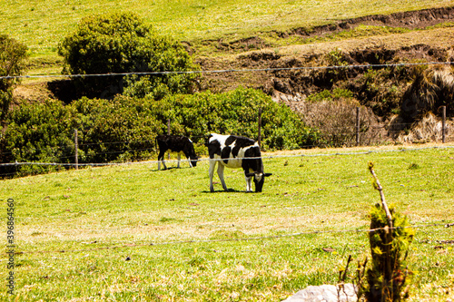 Vacas comiendo pasto en la montaña de Quito