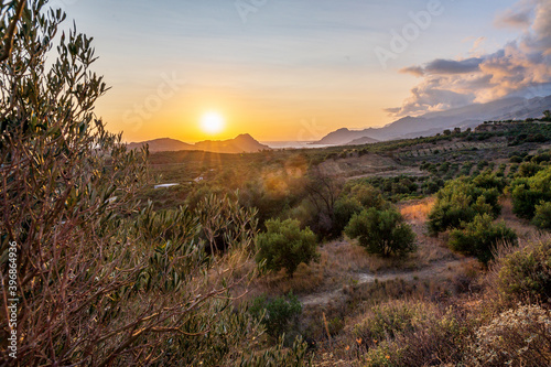 Olive trees at sunset - Crete, Greece