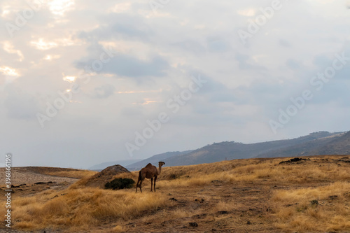 camel on the hill © basma monier