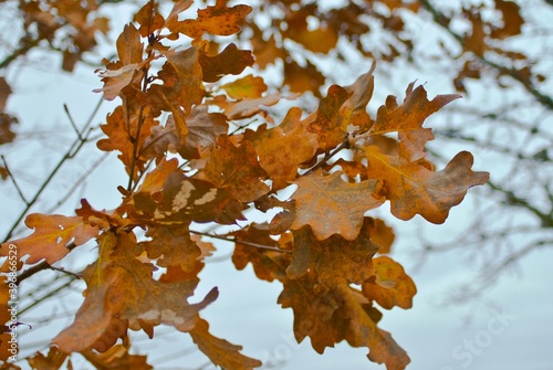 autumn background. autumn leaves on a gray background