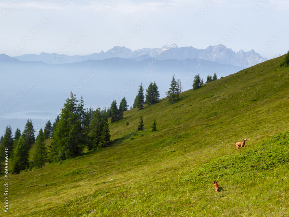 Two dogs running on the slopes of Gerlitzen in Austria. The valley below is shrouded with fog, high peaks popping out above the fog level. Lush green Alpine slopes. Fun and happiness