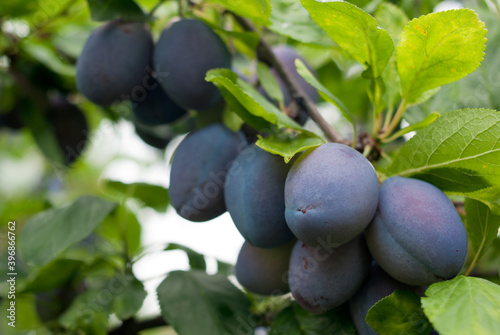 Purple fruits of a Stanley prune plum in orchard photo