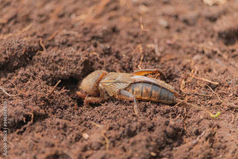 Harmful insect, an earthen agricultural pest. Gryllotalpa on the background of soil. Harmful insect, an earthen agricultural pest. Gryllotalpa on the background of soil.