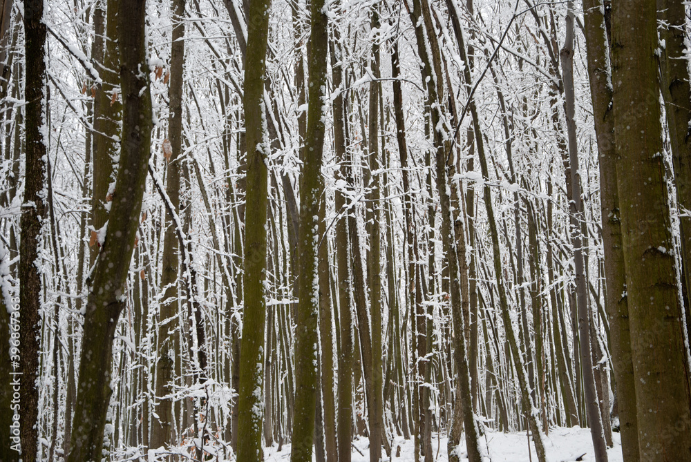 Obraz premium Snow covered beech trees in winter forest