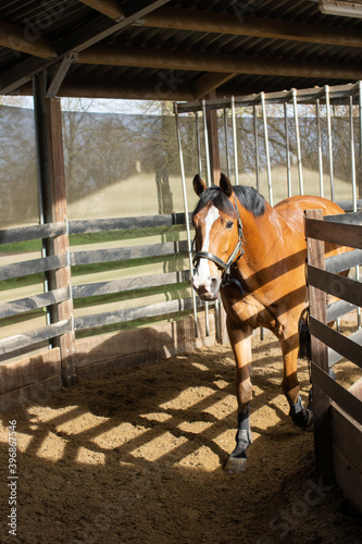 Chestnut brown horse walking in a horse walker after riding practice