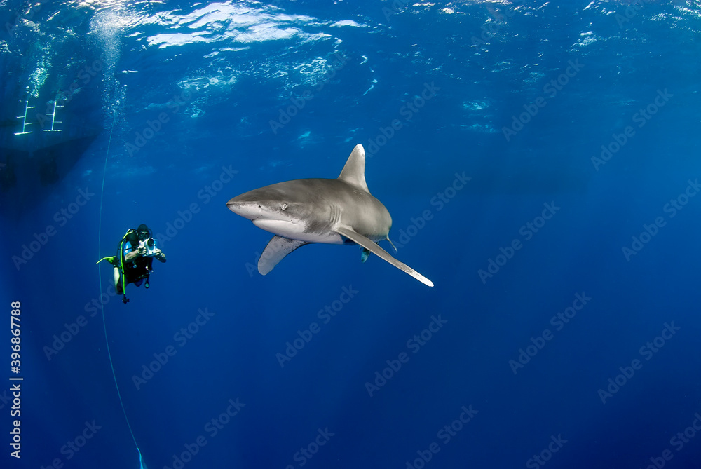 Diver filming a longimanus shark quite close.