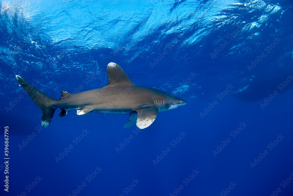 Fototapeta premium Lateral view of a longimanus moving in the blue close to the surface.