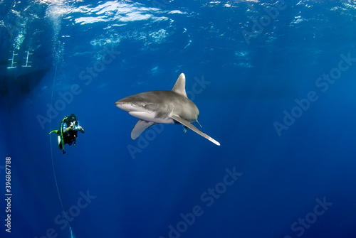 Diver filming a longimanus shark quite close.