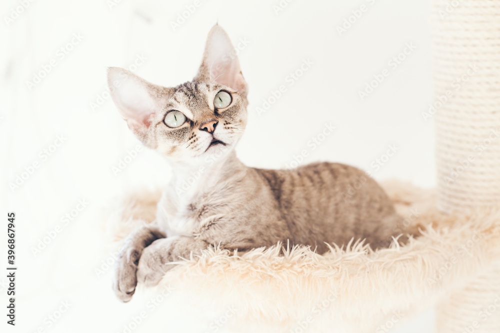 Cat is sitting inside a hammock on plush cat tree - perfect place for kitty to cozy up for a catnap. Devon Rex enjoys its bed. White background.