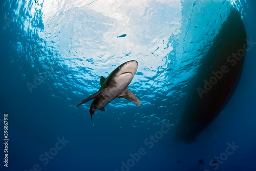 Bellow view of a longimanus moving close to the surface