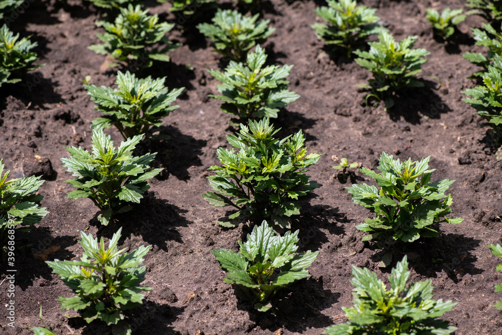 Obraz premium Macro shot of sprouts of flowers in the ground in the garden in early spring, agriculture and gardening