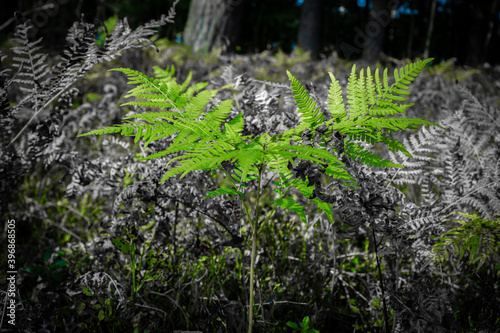 fern in the forest