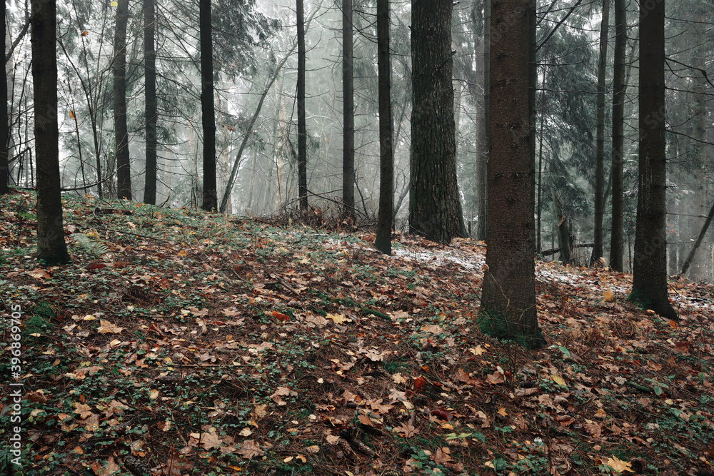 Beautiful landscape background of foggy autumn pine and spruce forest with fallen leaves in the foreground after first snow Beautiful landscape background of foggy autumn pine and spruce forest with fallen leaves in the foreground after first snow