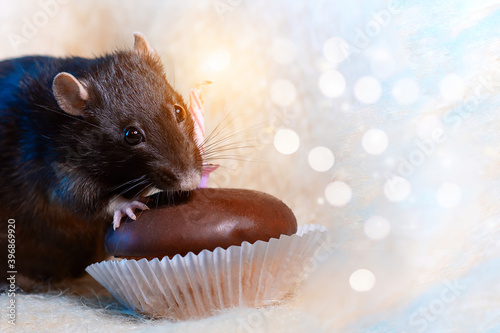 a rat celebrates his birthday and eats a cake with a candle on light background
