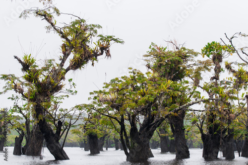 Dead trees with bromeliads / Dead trees with bromeliads in the nature reserve Cuyabeno, Amazonia, Oriente, Ecuador.