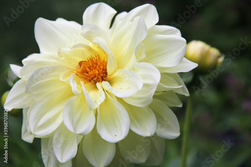 Closeup White and Yellow Dahlia