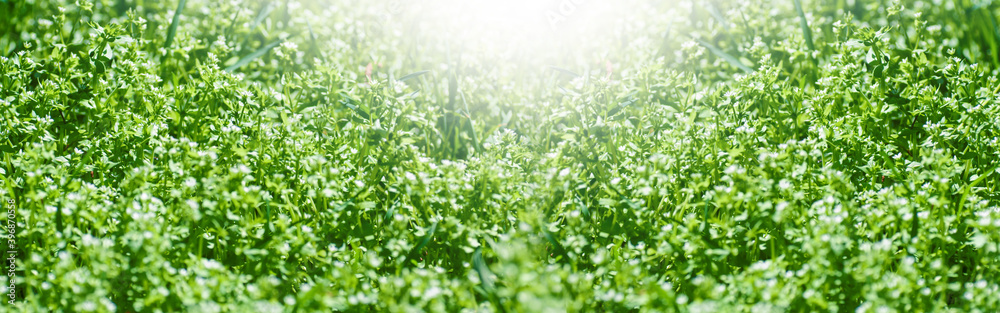 Young green grass. Spring in the wild. Format panorama. .