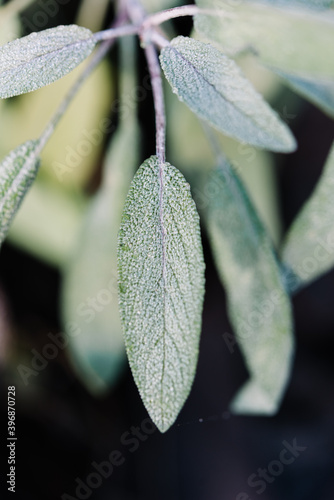 Top down close up of leaf of a common sage plant, salvia officinalis photo