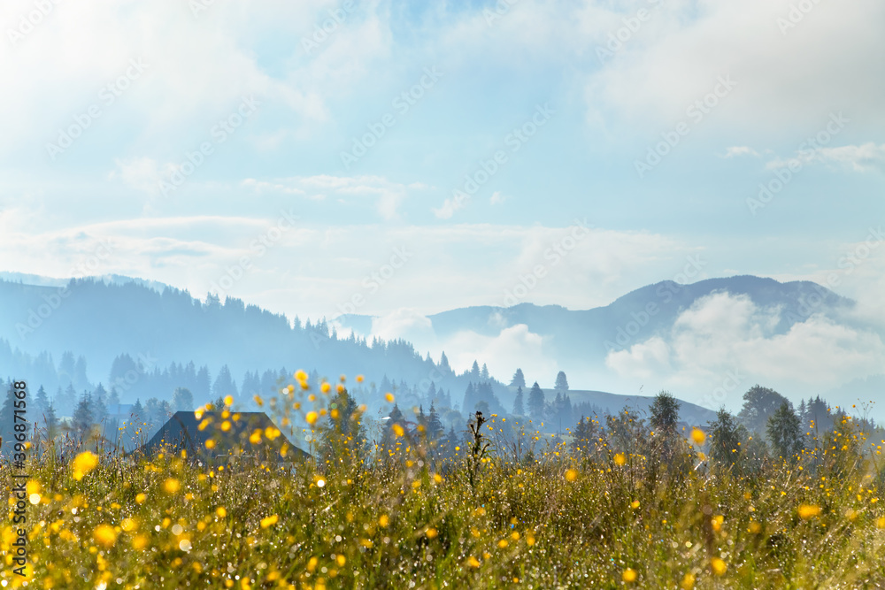 Mountain landscape, lonely house near spruce forest in fog, meadow with yellow flowers in the foreground, dark sky. Ukraine, Carpathians.