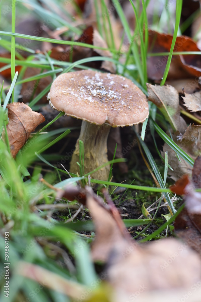 mushrooms in the forest mushrooms in the forest