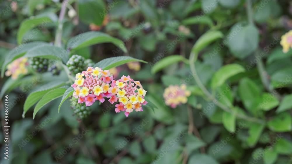 blooming Lantana in the Park blooming Lantana in the Park