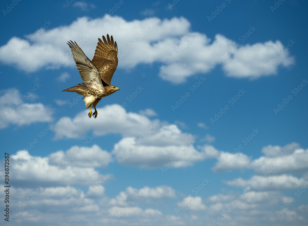 Fototapeta premium Red tailed hawk flying in high over Dorval airport, Montreal Quebec, Canada.