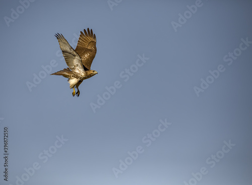 Red tailed hawk flying in high over Dorval airport, Montreal Quebec, Canada.