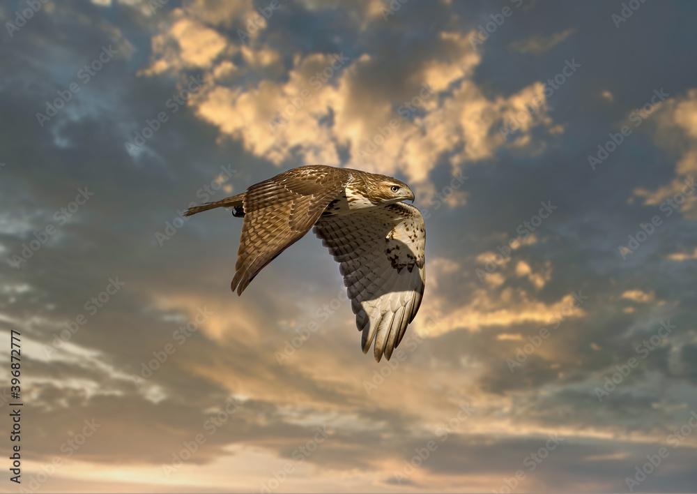 Fototapeta premium Red tailed hawk flying in high over Dorval airport, Montreal Quebec, Canada.