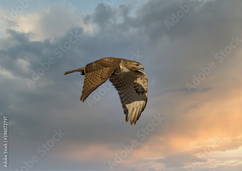 Red tailed hawk flying in high over Dorval airport, Montreal Quebec, Canada. photo